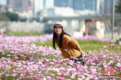 南宁格桑花绚烂绽放